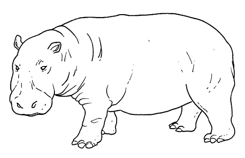 Zwierzęta egzotyczne1 - Hipopotam.gif