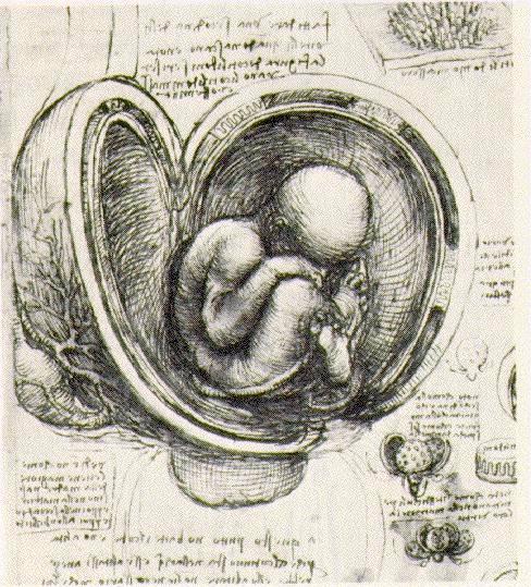 Szkice Leonarda da Vinci - womb.jpg
