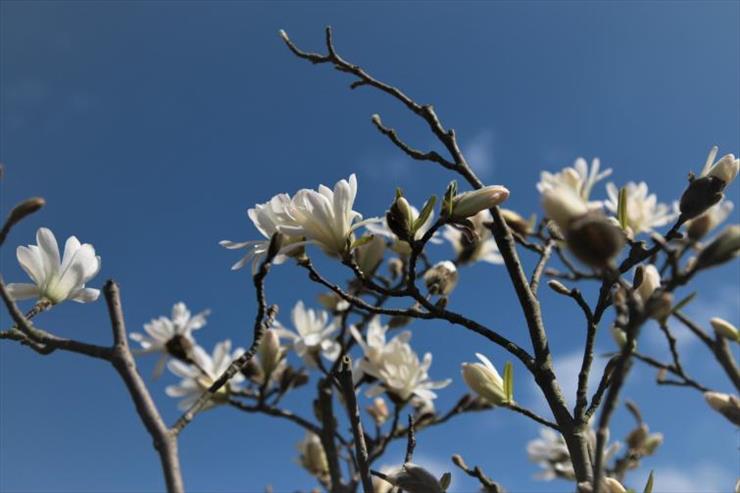 Magnolie  - magnolia-gwieździsta.jpg