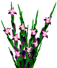 Gify-Kwiaty - iris animation fiolet6-6-6.gif
