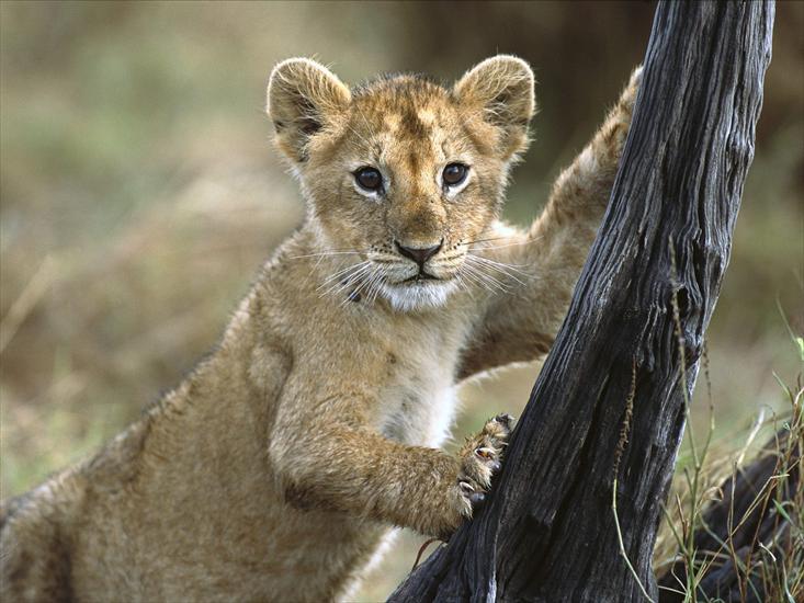 Zwierzęta - 3 Month Old Lion Cub, Masai Mara National Reserve, Kenya.jpg