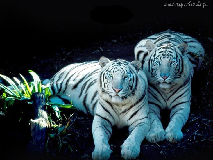 Zwierzaczki - 200_tygrys_tygrysy1.jpg