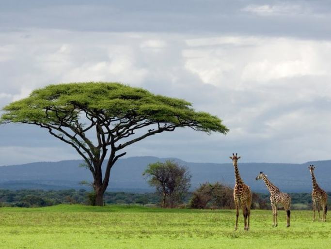 Nowy folder - Park Narodowy Serengeti Tanzania.png