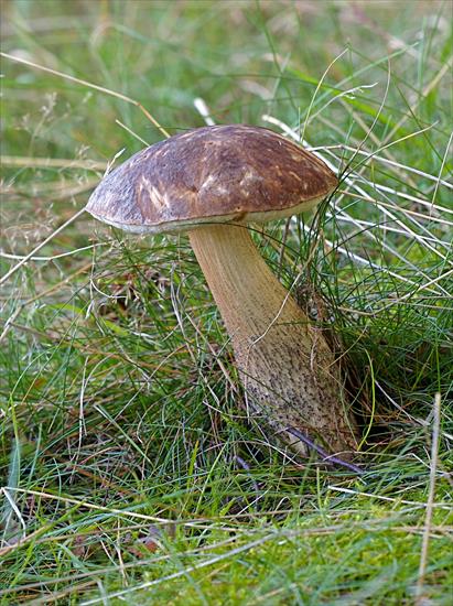 grzyby - Koźlarz babka  Leccinum scabrum  gatunek jednego z najczęściej spotykanych i spożywanych grzybó.jpg
