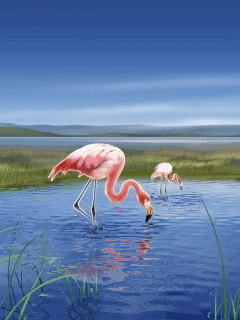 Animacje z Wodą - flamingos_pwb7huuj.gif