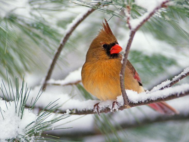 Ptaki - Female Northern Cardinal on a Snowy Pine.jpg