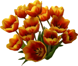 tulipany - 1223971118.gif